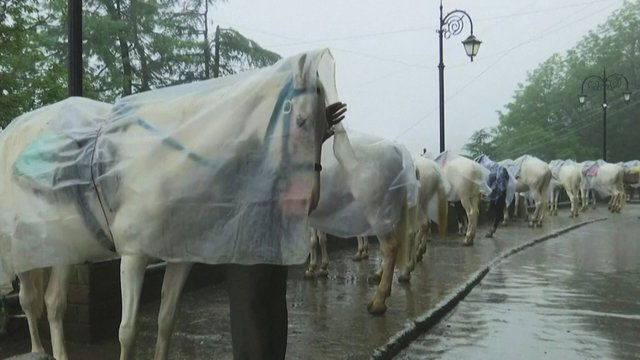 Indijoje nuo ilgalaikės drėgmės kenčia žirgai: reikalaujama įkurti specializuotas prieglaudas