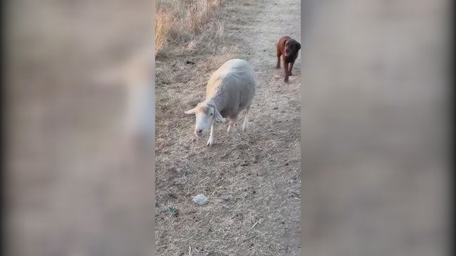 Juoką keliantis vaizdo įrašas: pamatykite avį, kurios sunku nesumaišyti su šunimi