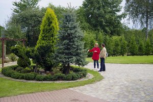 Savo sklype kirsti medį – tik su leidimais: paaiškino, kada jų reikia