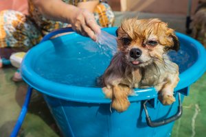 Vakar maudėte savo šunį, o šiandien jo kailis vėl skleidžia prastą kvapą: kaip dažnai galima jį prausti?