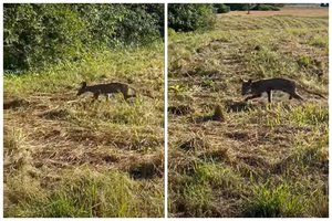 Netoli Rokiškio užfiksuota dar viena mistinį gyvūną primenanti lapė: specialistai pasakė, kaip reikėtų reaguoti