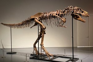Niujorko aukcione už 6,1 mln. dolerių parduoti stambaus plėšraus dinozauro griaučiai