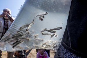 Šiemet į vandens telkinius išleista virš 12 milijonų įvairių rūšių žuvų jauniklių