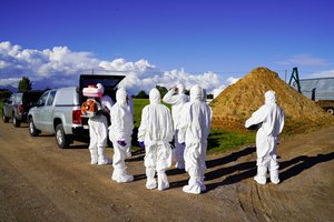 Laukia ribojimai: Jurbarko rajone – Afrikinis kiaulių maras