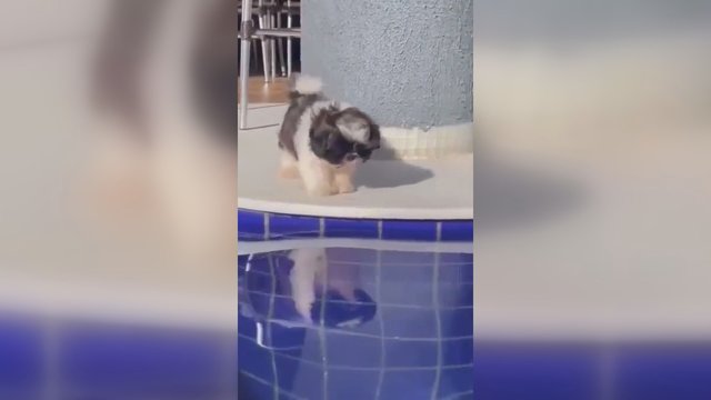 Šis vaizdelis privers nusišypsoti: pamatykite, kaip netikėtai šuo įkrenta į baseiną