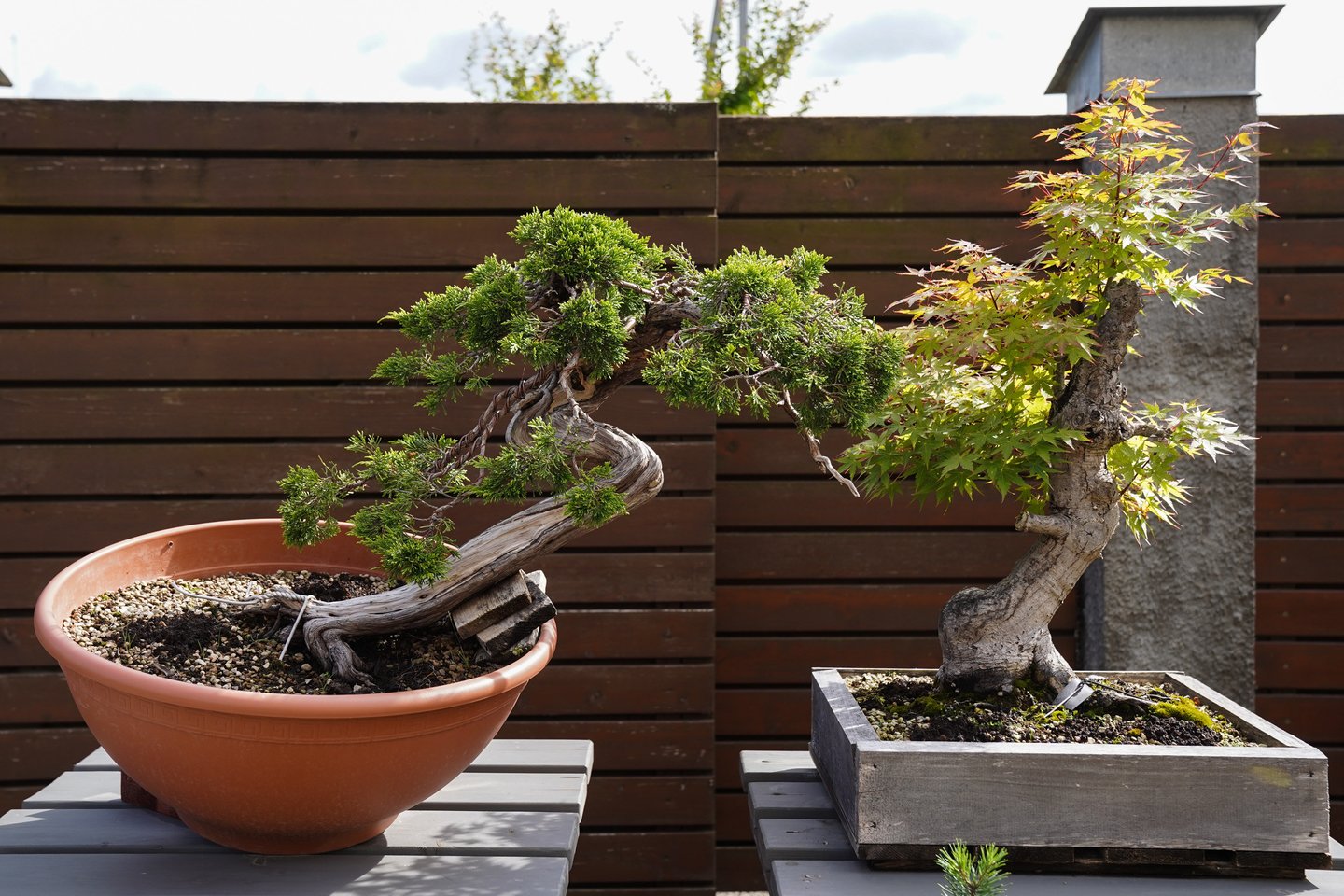 Kauniečių šeimos valdose auga įvairių rūšių bonsai, baseine plaukioja iš Japonijos atvežti auksiniai karpiai.<br>G.Bitvinsko nuotr.