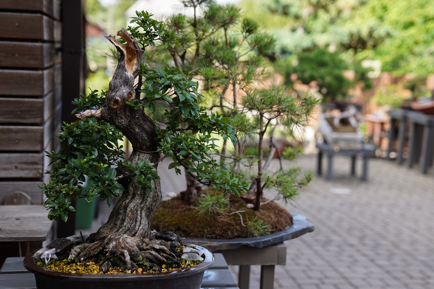 Kauniečių šeimos valdose auga įvairių rūšių bonsai, baseine plaukioja iš Japonijos atvežti auksiniai karpiai.<br>G.Bitvinsko nuotr.