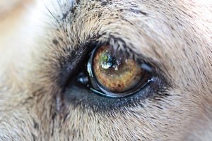 Tyrimas atskleidė, kokias spalvas mato šunys