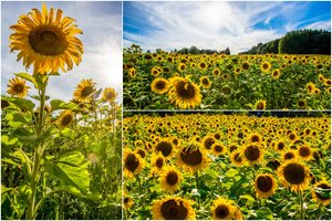 Vaizdas Šakių rajone atima žadą – geltoniu tviska saulėgrąžų jūra