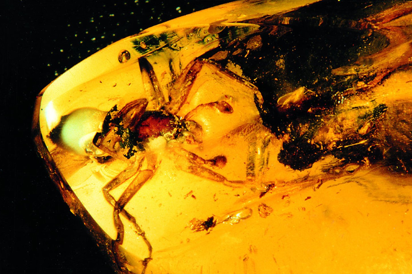 Prieš milijonus metų sakuose įklimpęs voras išgarsino K.Mizgirį. Vabzdžio vardas - Sosybius mizgirisi. <br>Mizgirių muziejaus nuotr. 