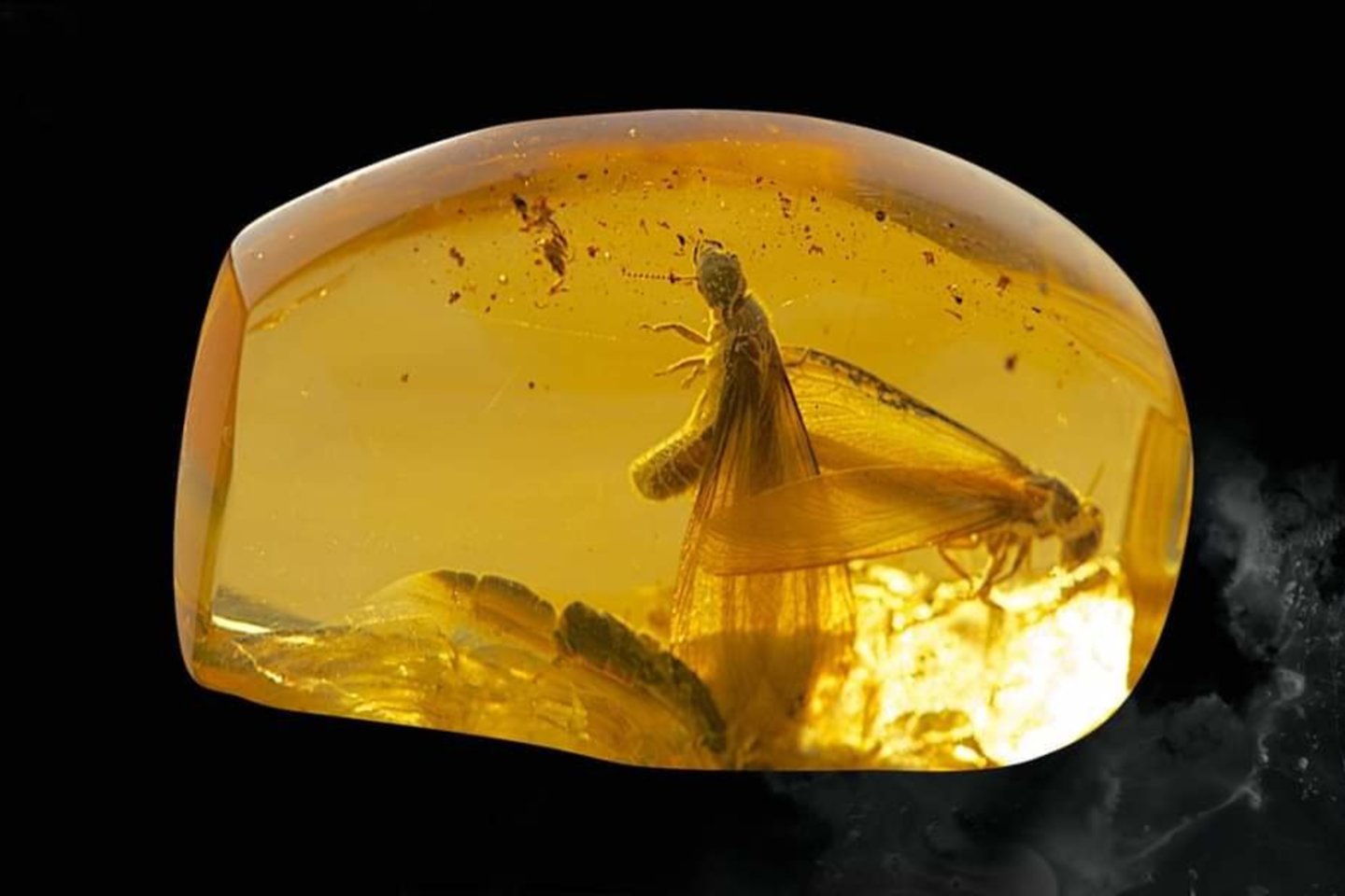Gintaro sakuose sustingo prie milijonus metų gyvenę vabzdžiai.<br> Mizgirių muziejaus nuotr.