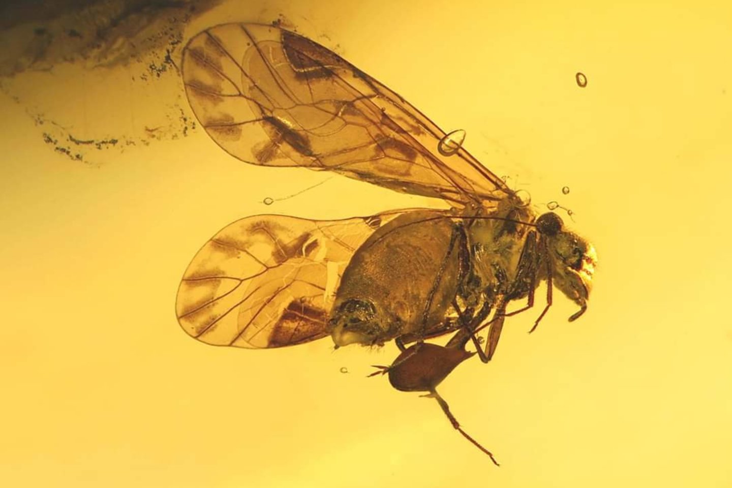 Gintaro sakuose sustingo prie milijonus metų gyvenę vabzdžiai.<br> Mizgirių muziejaus nuotr.