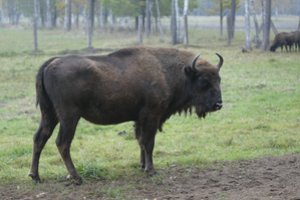 Rekonstrukcijai iki kitų metų uždaromas Pašilių stumbrynas