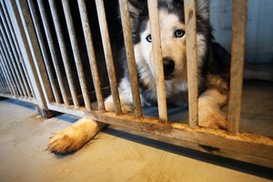 Dėl infliacijos kenčia ir gyvūnai: žmonės nebeišgali jų išlaikyti