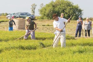 Šienpjoviai varžysis dėl geriausiojo titulo Nacionaliniame Šienpjovių čempionate