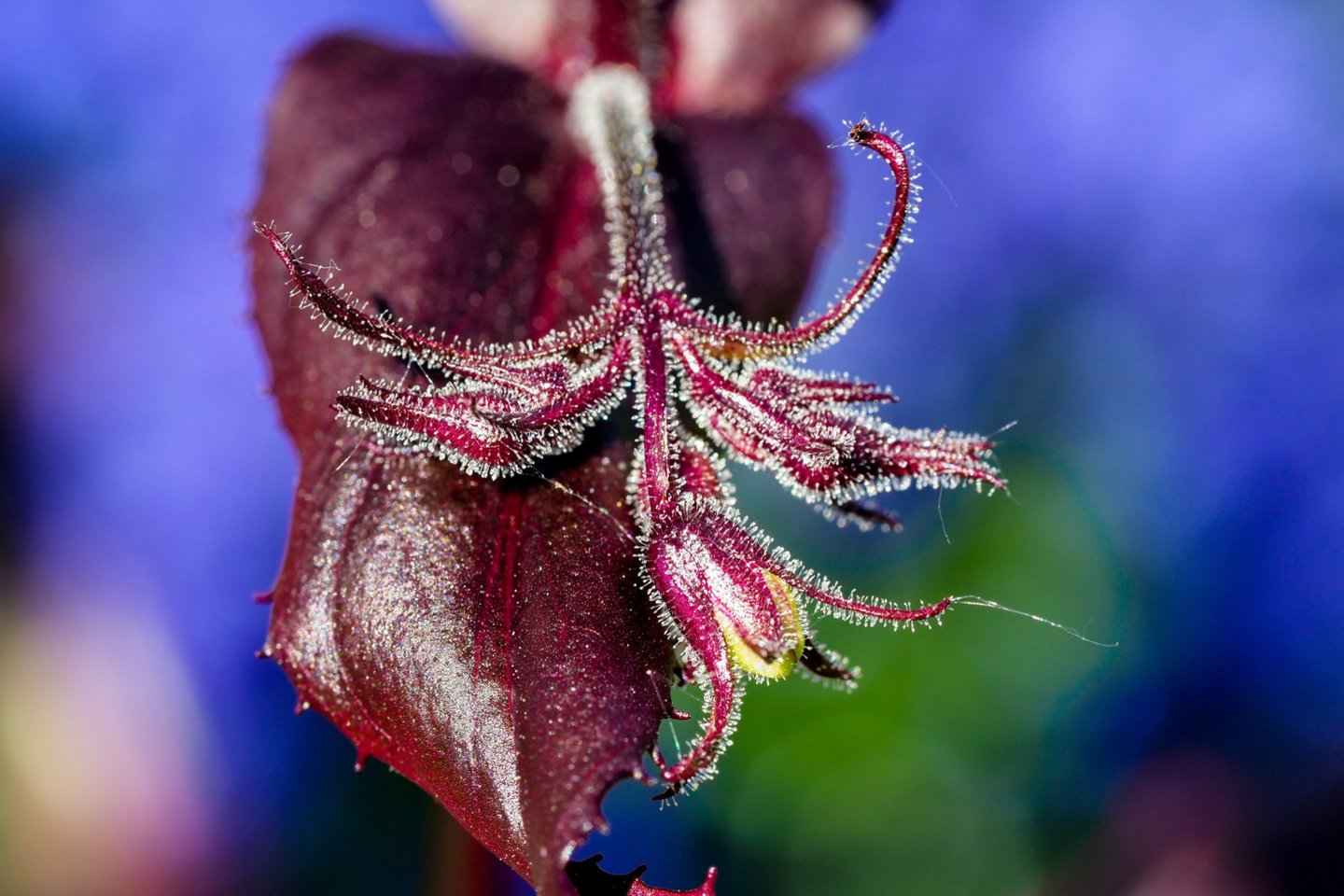 Aušra Alsekaitės – Perminienės (39 m.) užauginots gėlės – viską moteris atlieka viena.<br>V.Ščiavinsko nuotr.