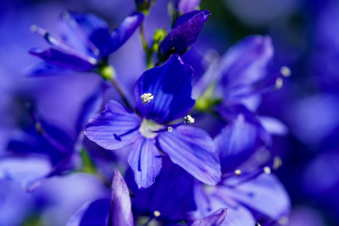 Aušra Alsekaitės – Perminienės (39 m.) užauginots gėlės – viską moteris atlieka viena.<br>V.Ščiavinsko nuotr.