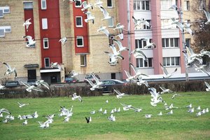 Kates pamaitinti norėję kauniečiai sulaukė netikėto akibrokšto: dabar niršta ir nežino, ką daryti