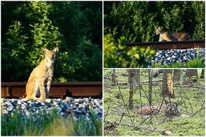 Susidūrimai su lūšimis – vis dažnesni: gamtininkas pasakė, ar dėl to reikėtų jaudintis
