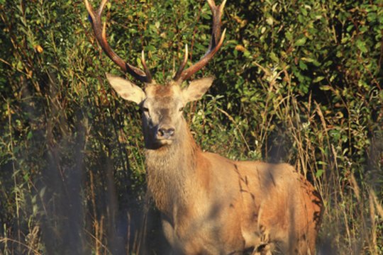 Už nelegalią medžioklę teks susimokėti beveik 14 tūkst. eurų: sumedžiota tauriojo elnio patelė ir jauniklis