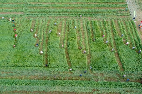 „Metų šienpjovės“ titulą pelnė ukrainietė, užfiksuotas masiškiausios šienapjūtės rekordas Lietuvoje