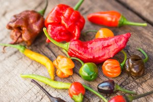 Vilniuje – aitriausių pasaulyje paprikų valgymo varžybos: saldu tikrai nebus