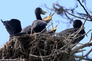 Šiemet Lietuvoje suskaičiuoti 9 tūkst. didžiųjų kormoranų lizdų