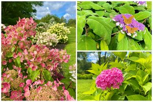 VDU Botanikos sode žiedais apsipylė hortenzijos: jų kolekcija – viena didžiausių Baltijos šalyse