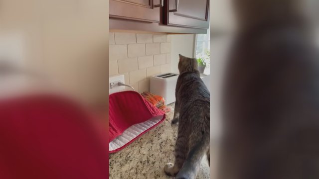 Pamatykite: duonos skrudintuvas ne juokais išgąsdino katę