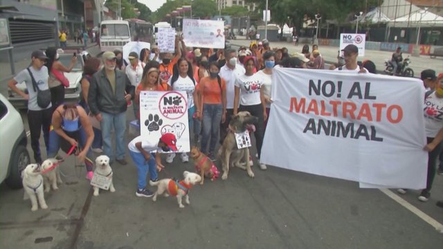 Venesueloje – protestas prieš netinkamą elgesį su gyvūnais: į gatves išėjo ir plakatais nešini augintiniai