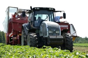 Bulvių augintojai gerų žinių neturi: dėl prastesnio derliaus bulvės neišvengiamai brangs