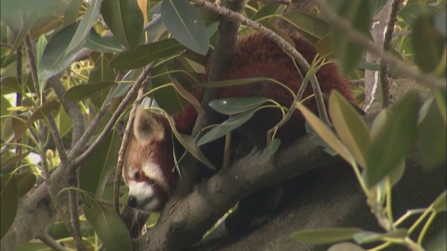 Išdykelė raudonoji panda saugiai grąžinta į Australijos zoologijos sodą: kelias dienas vengė būti sugauta