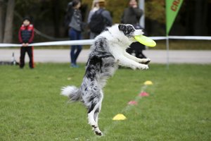 Kviečia į gimtadienį ir lenktynes gyvūnų mylėtojus ir jų augintinius: žada daug veiklos ir įspūdingus prizus