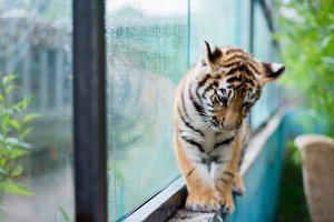 Košmaras Lietuvos zoologijos soduose: saugomų rūšių gyvūnai gaišta ir masiškai dingsta, o atsakingos tarnybos užmerkė akis