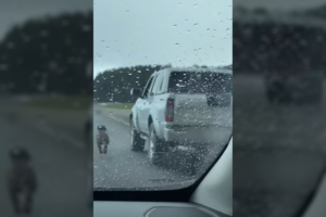 Šokiravo šunų „dresavimo“ būdai Lietuvoje: šiandien – augintinis, o rytoj – vaikas?