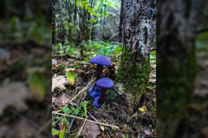 Lietuvos miškuose aptiko neįprastos spalvos grybą: tokį pamatyti pasiseka retam