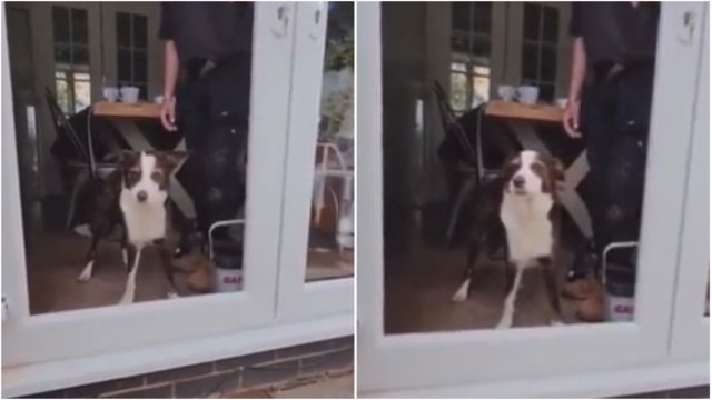 Pamatykite: šuns bandymas praeiti pro nematomas duris privers leipti juokais