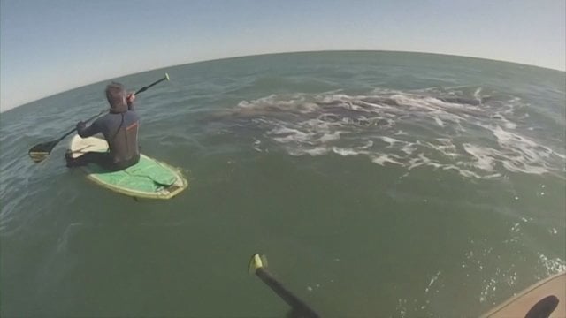 Netikėta staigmena irklentininkams: įprastą pasiplaukiojimą vainikavo banginių šou