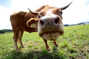 Ramina gyventojus: karvidė gyvenimo nepablogins