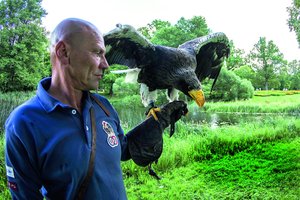 Virš Pakruojo dvaro sklendžia plėšrieji paukščiai: su įspūdingais augintiniais svajoja atgaivinti sakalininkystės tradicijas 