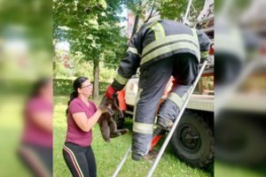 Kelias paras medyje gailiai kniaukęs katinas sujaudino žmonių ir gelbėtojų širdis: rado naujus namus