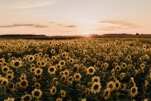 Kerintis vaizdas Šilutės rajone: laukai nusidažė geltonais saulėgražų žiedais