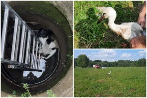 Ugniagesių pagalbos vėl prireikė gandrui: paukštį teko traukti iš apleisto šulinio