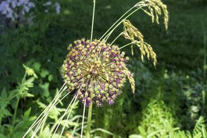 Aplinkos ministerija pačios sukurtą tvarką palaiko, tačiau neatmeta: želdynus skaičiuos ir kitaip