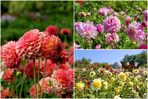 VDU Botanikos sodas nusidažė įvairiausių spalvų žiedais: visu grožiu prasiskleidė jurginų kolekcija