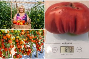 Pomidorų karaliene tituluojamos panevėžietės derlius pribloškia: auginimo recepte – du ingredientai