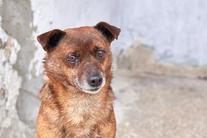 Tyrimas rodo, kad šunys gali verkti iš džiaugsmo, kai šeimininkai grįžta namo