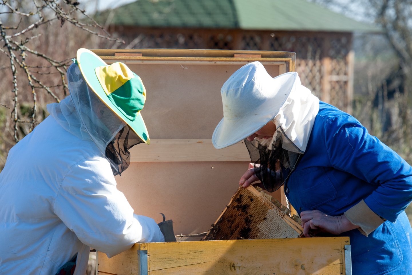 Bitininkystė,bitės,aviliai,pavasario darbai aviliuose,medus<br>V.Ščiavinsko nuotr.