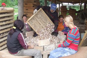 Rugpjūčio antra pusė – česnakų dorojimo laikas: ilgametis jų augintojas papasakojo apie permainingą patirtį