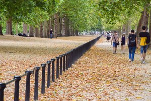 Jungtinėje Karalystėje karščio banga atnešė „netikrą rudenį“: medžiai kaip niekada anksti ėmė mesti lapus